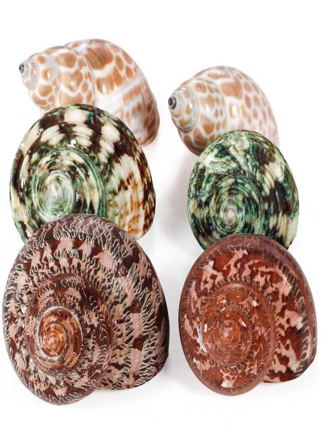 PPCLION Unstained Natural Hermit Crab Shells Pearl Turbo Seashell for Décor, 3 Kinds 6 PCS Size 1.5" - 2", Opening 0.8-1" Hermit Crab Supplies - Image 1